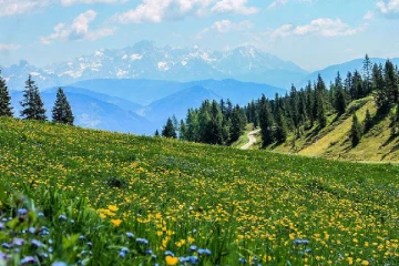 அழகிய சுவிஸ் மலைகளில் ஒரு அருவருக்கத்தக்க பிரச்சினை: சமாளிக்க ஆலோசனை