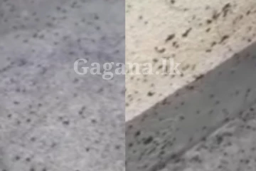 දැක්කොත් ඇඟ හිරි වැටෙනවා - සෙත්සිරිපායම වැටලුව මැක්කෝ..(PHOTOS)