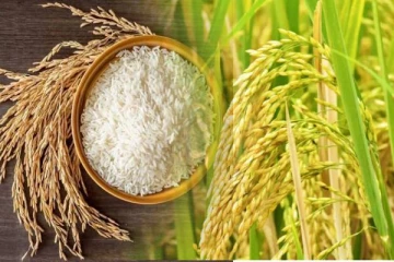 பாஸ்மதி அரிசிக்கு மாற்றீடாக 2 மாற்று நெல் வகைகள் கண்டுபிடிப்பு