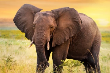 யானை தாக்கியதில் குடும்பஸ்தருக்கு நேர்ந்த கதி