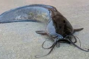 හුංගෙක් පෑගුනු නාවික හමුදා නිලධාරියාට සිදුවූ දේ..