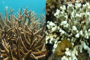 அதீத வெப்பத்தால் வெளிரிப்போகும் பவளப்பாறைகள்., அபாயத்தின் எச்சரிக்கையா?