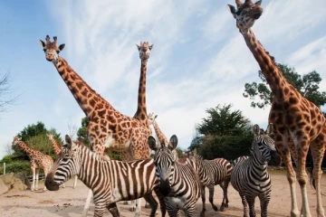 விலங்கியல் பூங்காக்களில் விலங்குகளுக்கு கோவிட் பரவ வௌவால்கள் காரணமா?