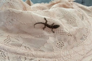 விமானத்தில் பெண்ணின் ஆடைக்குள் மறைந்து 4000கிமீ பயணம் செய்த பல்லி! ஒரு சுவாரசிய தகவல்