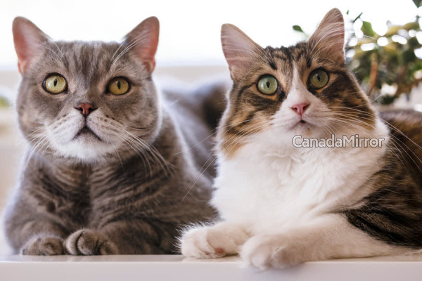 நயகராவில் 4 நாட்களில் கைவிடப்பட்ட 76 பூனைகள் மீட்பு | Overwhelming 76 Cats Abandoned In Niagara