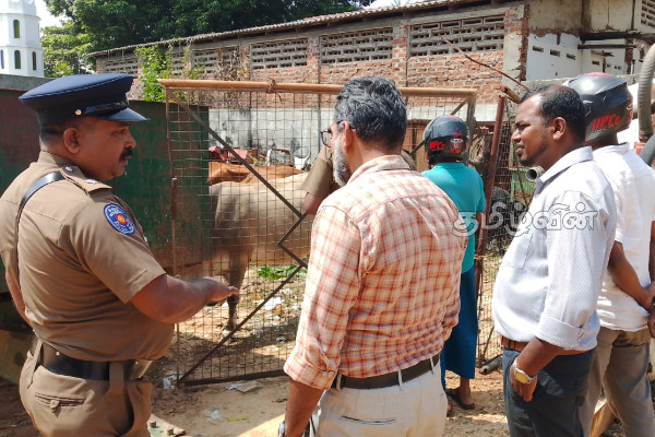 கல்முனையில் கட்டாக்காலி மாடுகளுக்கு தண்டப்பணம் அறவீடு | Penalty Imposed On Stray Cows In Kalmunai