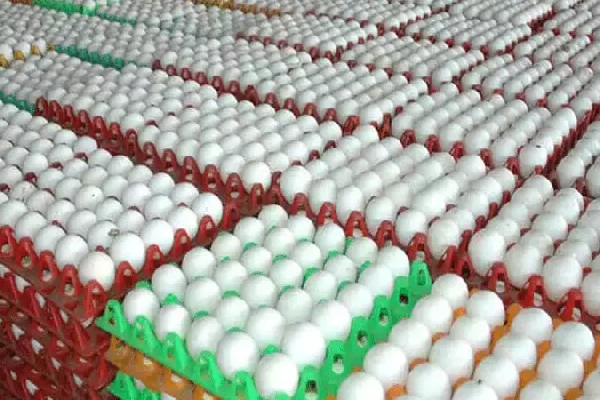 தங்கம் ஏறும் வேகத்தில் வரலாறு காணாத உச்சத்தில் முட்டை விலை - என்ன காரணம்? | Egg Prices Hit Like Gold In Namakkal தங்கம் ஏறும் வேகத்தில் வரலாறு காணாத உச்சத்தில் முட்டை விலை - என்ன காரணம்? | Egg Prices Hit Like Gold In Namakkal