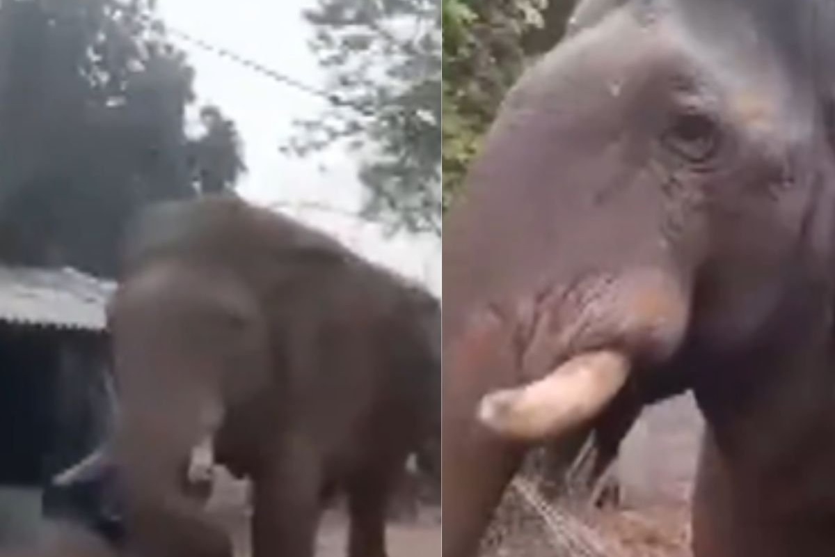 வாக்குச்சாவடிக்குள் புகுந்து பரபரப்பை ஏற்படுத்திய காட்டு யானை.. பதறி ஓடிய மக்கள் | Wild Elephant Enters Polling Station West Bengal