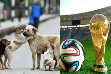 உலக கிண்ணத்திற்காக லட்சக்கணக்கான நாய்களை கொல்லும் நாடு