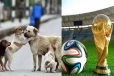 உலக கிண்ணத்திற்காக லட்சக்கணக்கான நாய்களை கொல்லும் நாடு
