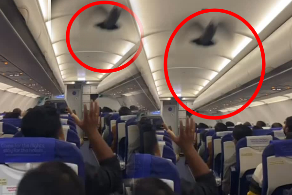 இண்டிகோ விமானத்திற்குள் திடீரென பறந்த புறா; ஓடிய பணிப்பெண்களால் வாயடைத்த பயணிகள் | Pigeon Suddenly Flies Into Indigo Flight
