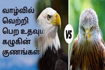 கழுகுக்கும் ராஜாளிக்கும் என்ன வித்தியாசம்னு தெரியுமா? இதுவரை பலரும் அறியாத தகவல்