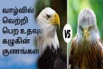கழுகுக்கும் ராஜாளிக்கும் என்ன வித்தியாசம்னு தெரியுமா? இதுவரை பலரும் அறியாத தகவல்