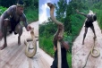 viral video: ராஜ நாகத்தை நுட்பமாக முறையில் பிடித்த நபர்... பாம்பு தாக்க முற்பட்ட பகீர் காட்சி