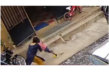 கொத்த சீறிப் பாய்ந்த பாம்பிடமிருந்து மகனை காப்பாற்றிய தாய் - வைரலாகும் அதிர்ச்சி வீடியோ