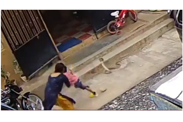 கொத்த சீறிப் பாய்ந்த பாம்பிடமிருந்து மகனை காப்பாற்றிய தாய் - வைரலாகும் அதிர்ச்சி வீடியோ - தமிழ்நாடு