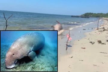 உயிரிழந்த நிலையில் கரை ஒதுங்கிய அரிய வகை கடல் பசு