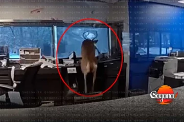 බැංකුවක් ඇතුළේ ලොකු කලබලයක් ආරක්ෂක නිලධාරීන් වහාම ක්‍රියාත්මක වේ - හේතුව මෙන්න