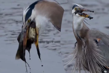 Viral Video: மீனை விழுங்கிய நாரைக்கு என்ன ஆச்சு? கடைசி வரை கொடுத்த ரியாக்ஷனைப் பாருங்க