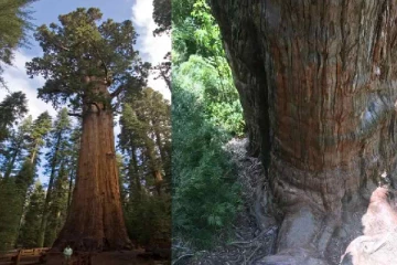 5,484 ஆண்டுகள் பழமையான ஒரு மரம் கண்டுபிடிப்பு!