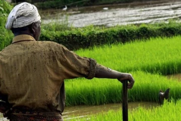 ගොවීන් සම්බන්ධයෙන් ගත් විශේෂ තීරණයකට කැබිනට් අනුමැතිය..