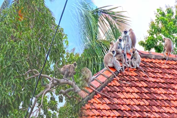 அம்பாறையில் தொடரும் குரங்குகளின் தொல்லை: பொதுமக்கள் விசனம்