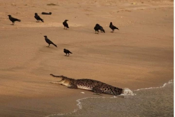 கொழும்பு துறைமுக நகரத்திற்கு செல்லும் மக்கள் அவதானம்