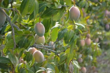 தென்னிலங்கையில் மாம்பழத்தினால் வந்த வினை