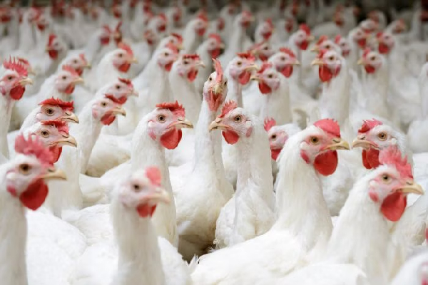 கோழி இறைச்சியின் விலை குறைப்பு | Reduction In The Price Of Chicken Meat