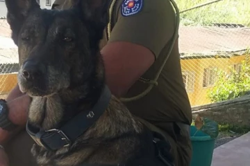 4 கிலோ மீற்றர் பயணித்து திருடனை பிடித்த மோப்ப நாய்