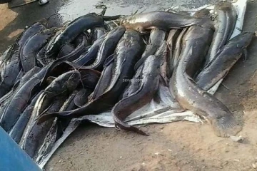 புற்றுநோயை ஏற்படுத்தும் மீனைப் பற்றி தெரியுமா? இந்த மீனை மட்டும் சாப்பிடவே கூடாது ஜாக்கிரதை