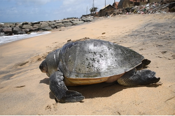 உயிரிழந்த நிலையில் கரை ஒதுங்கியுள்ள 20 கடலாமைகள் | 20000 Dead Turtles Washed Ashore