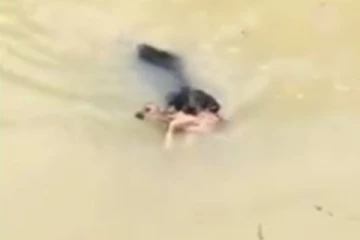 துடித் துடித்த மான்... நொடியில்  ஹீரோவாக மாறி உயிரை காப்பாற்றிய நாய்!