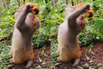 தாயின் பாசத்தால் நடுநடுங்கிய குட்டி குரங்கு! இப்படியா குட்டியை கொஞ்சுறது?