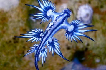 ஏலியனா? கடலில் இருந்து மில்லியன் கணக்கான உயிரினம் வருகை - குவியும் மக்கள்!