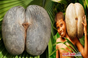 உலகிலேயே மிகவும் விலை உயர்ந்த தேங்காய் எது தெரியுமா? பின்னணி சிறப்பு இதோ