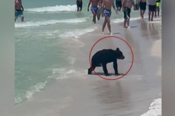 கடற்கரையில் ஆனந்த குளியல் போட்ட கரடி: ஆச்சரியத்தில் மூழ்கிய பொதுமக்கள்