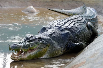 பள்ளி மாணவியை விழுங்கிய 21 அடி நீள பிரம்மாண்ட முதலை... மன அழுத்தத்தால் உயிரிழந்ததாக தகவல்