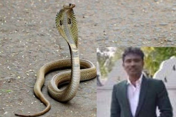 பாம்புகளை பிடிக்கும் நபர் பாம்பு தீண்டி மரணம் | Cobra Snake Catcher Dies Snakebite
