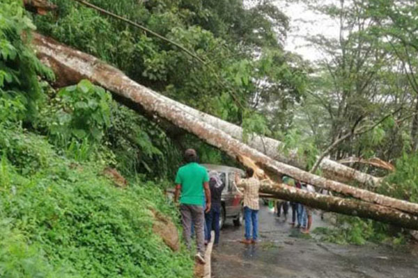 வீதியின் குறுக்கே சரிந்து வீழ்ந்த மரத்தால் போக்குவத்து பாதிப்பு | Traffic Affected By Fallen Tree Across Road