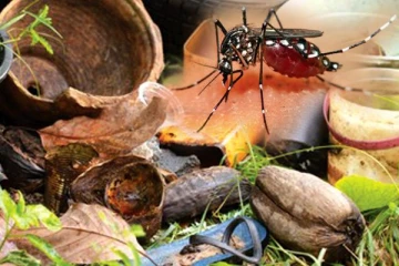 වර්ෂාවත් සමග වැඩිවන ඩෙංගු රෝගින් මෙන්න...වැඩි පිරිසක් කොළඹ දිස්ත්‍රික්කයෙන්..