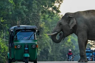 யானையை கண்டு அச்சமடைந்த முச்சக்கர வண்டி சாரதி... ஒருவர் பரிதாபமாக உயிரிழப்பு!