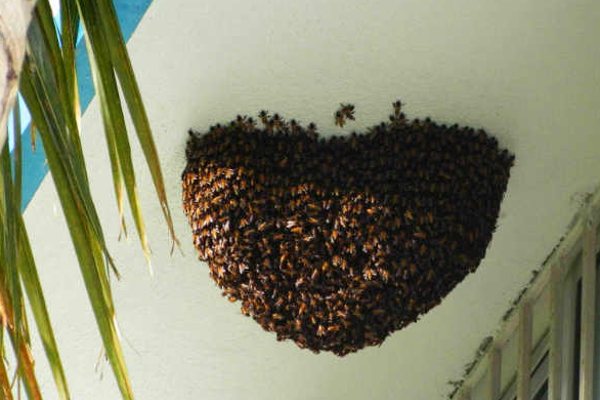 இதெல்லாம் உங்கள் வீட்டில் இருந்தால் துரதிஷ்டம் ஏற்படுமாம் ; உடனே அகற்றி விடுங்கள் | Having These Items In Your Home Can Bring Bad Luck இதெல்லாம் உங்கள் வீட்டில் இருந்தால் துரதிஷ்டம் ஏற்படுமாம் ; உடனே அகற்றி விடுங்கள் | Having These Items In Your Home Can Bring Bad Luck