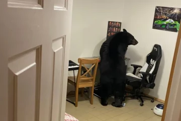 கனடாவில் வீடு ஒன்றிற்குள் நுழைந்த கரடியால் ஏற்பட்ட களேபரம்