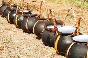 இலங்கையிலிருந்து ஏற்றுமதி செய்யப்படும் பனை மரக்கள்