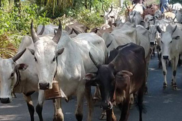 கிண்ணியாவில் மாடுகள் மீது வாள் வெட்டு! இருவர் கைது | Cows Slaughtered Again In Kinniya 2 Arrested கிண்ணியாவில் மாடுகள் மீது வாள் வெட்டு! இருவர் கைது | Cows Slaughtered Again In Kinniya 2 Arrested