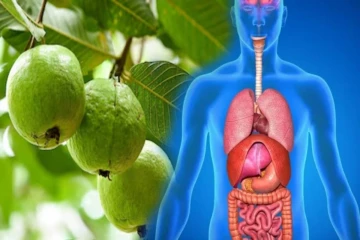 தினசரி ஒரு கொய்யா சாப்பிட்டால் உடலில் நடக்கும் அற்புத மாற்றங்கள்! என்னென்ன தெரியுமா?