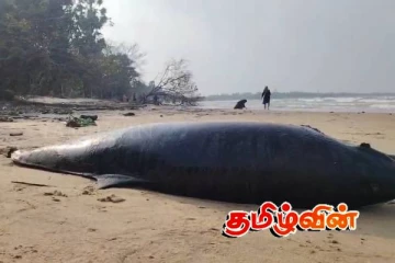 திருகோணமலை-உப்பாறு கடற்கரையில் இறந்த நிலையில் டொல்பின்!