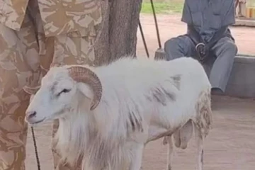 பெண்ணை மோசமாக தாக்கி கொன்ற செம்மறி ஆட்டுக்கு 3 ஆண்டுகள் சிறை - விநோத சம்பவம்!