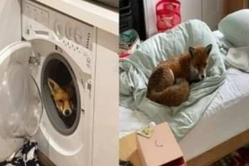 வீட்டிலிருந்த தம்பதியருக்கு காத்திருந்த அதிர்ச்சி.. லண்டனில் நடந்த சம்பவம்..!